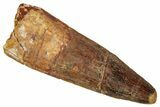 Fossil Spinosaurus Tooth - Real Dinosaur Tooth #329628-1